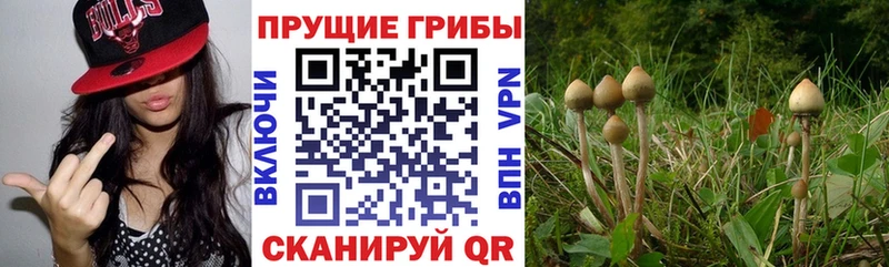 omg как войти Тбилисская Псилоцибиновые грибы ЛСД